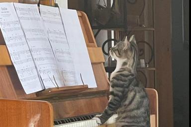 Privater Klavierunterricht - Private Piano lessons course image